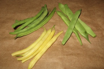 IDEAL FOR GROWING BEANS AND PEAS COMPLETE KIT PARASENE WESLON GRO-POLE 